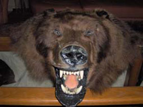 Мертвый медведь-шатун. Фото: udaff.com (с)