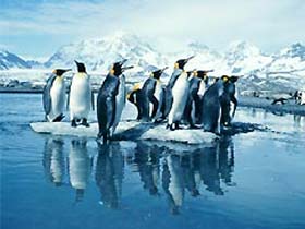 Пингвины. Фото с сайта www.openwww.ru