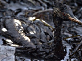 Птица, покрытая нефтью. Фото: rian.ru
