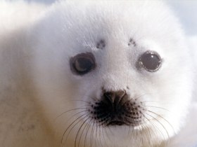 Гренландский тюлень. Фото с сайта videodive.ru