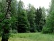 Химкинский лес. Фото с сайта ecmo.ru