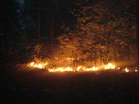 Лесной пожар. Фото: solnechnoe.my1.ru