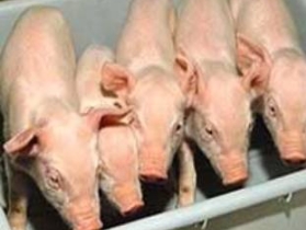 Свиньи, свиной грипп, фото http://www.fos.ru/