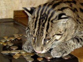 Исчезнувшие деньги, фото с сайта kotomatrix.ru