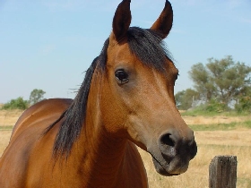 Лошадь. Фото с сайта: horse-stable.ucoz.ru