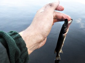 Рыба кусает человека за палец. Фото с сайта Журналюга.Ru