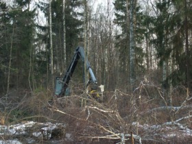 Вырубка деревьев в Химкинском лесу. Фото: ecmo.ru