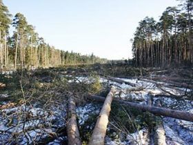 Вырубка Цаговского леса. Фото с сайта lenta.ru