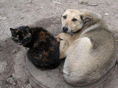 Кошка и собака. Фото: www.bezformata.ru