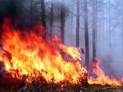 Лесной пожар. Фото с сайта News.mail.ru