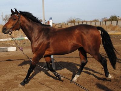 Жеребец. Фото с сайта equestrian.ru