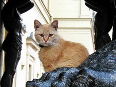 Кот в Эрмитаже. Фото: mr7.ru