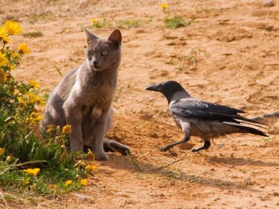 Кошка и ворона. Источник - animal-store.ru