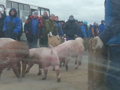 Акция протеста работников свинофермы. Фото: 56orb.ru