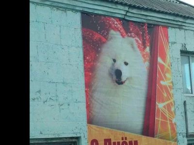 Плакат ко Дню победы с собакой самоед. Фото: Pikabu