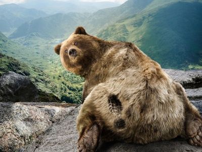 Медведь. Фото: goodfon.ru