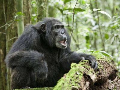 Шимпанзе. Фото: animalreader.ru