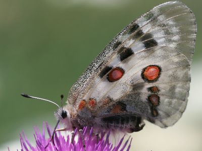 Бабочка Аполлон Парнасский. Фото: wikimedia.org