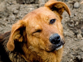 Собака. Фото с сайта sobacara.narod.ru