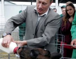 Путин, молоко, корова. Фото k.img.com.ua