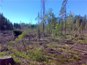 Химкинский лес. Фото с сайта ecmo.ru