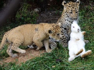 Детеныши леопарда и льва играют с кроликом