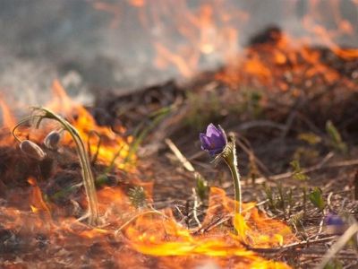 В Воронежской области сгорели восемь домов: пожар едва не перешел на областной центр