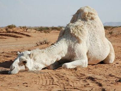 В астраханской пустыне введен режим ЧС: люди остались без воды