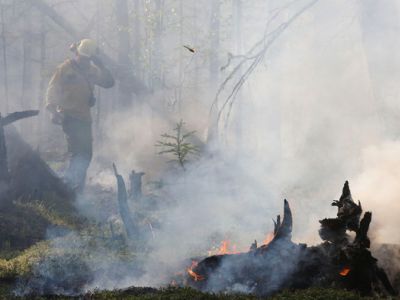 Последствия лесных пожаров. Фото: пресс-служба ФБУ "Авиалесоохрана"
